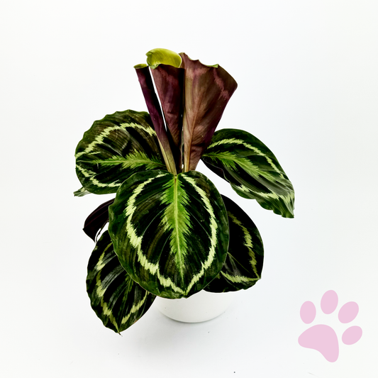 Calathea Medallion Indoor Houseplant