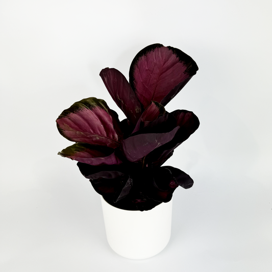 Calathea Misty Red Houseplant