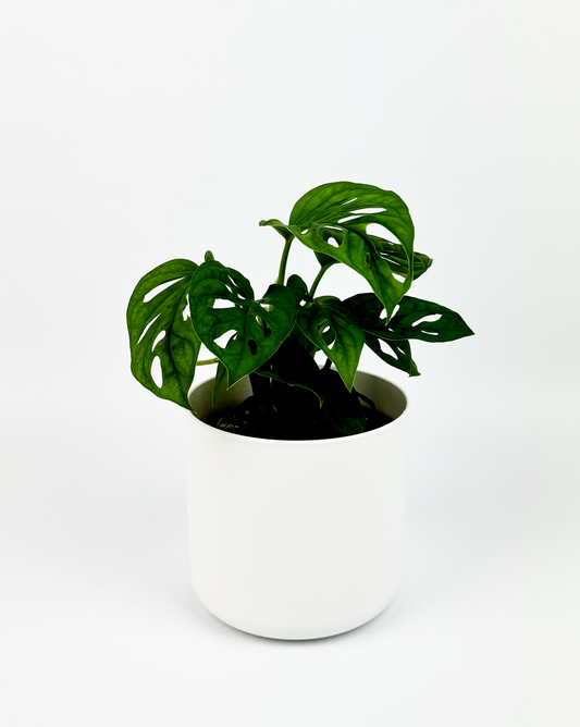 Monkey Mask Indoor Houseplant