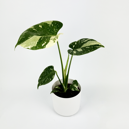 Monstera Thai Constellation Indoor Houseplant