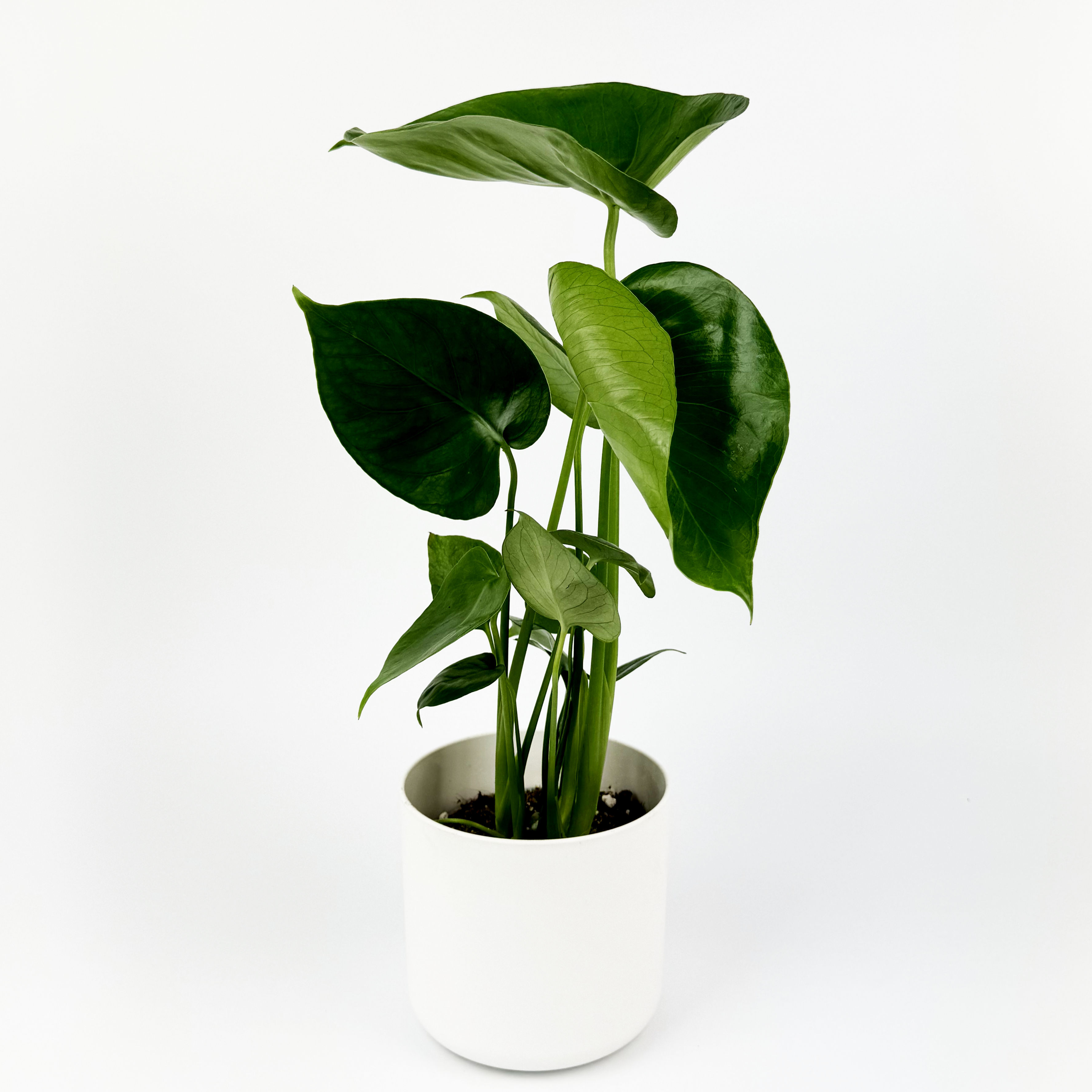 Monstera Deliciosa Indoor Houseplant