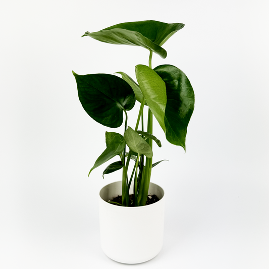 Monstera Deliciosa Indoor Houseplant