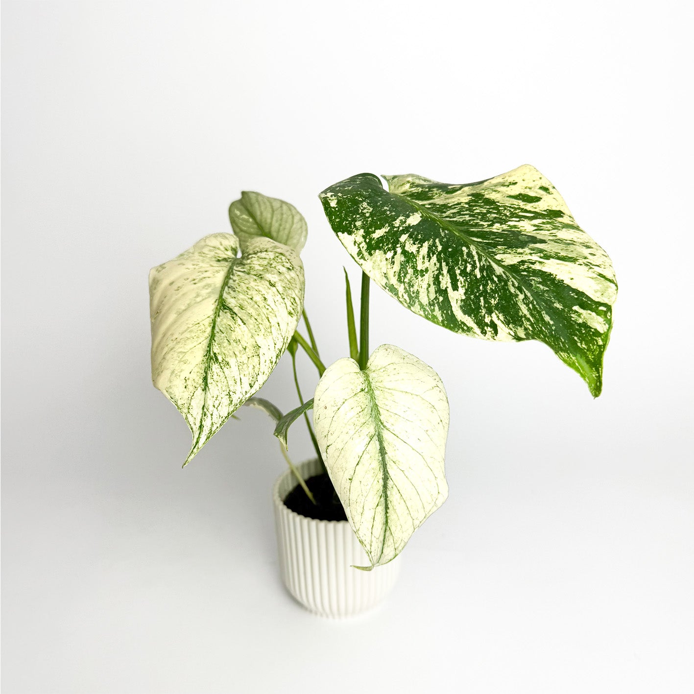 Mini Monstera Deliciosa Mint Houseplant