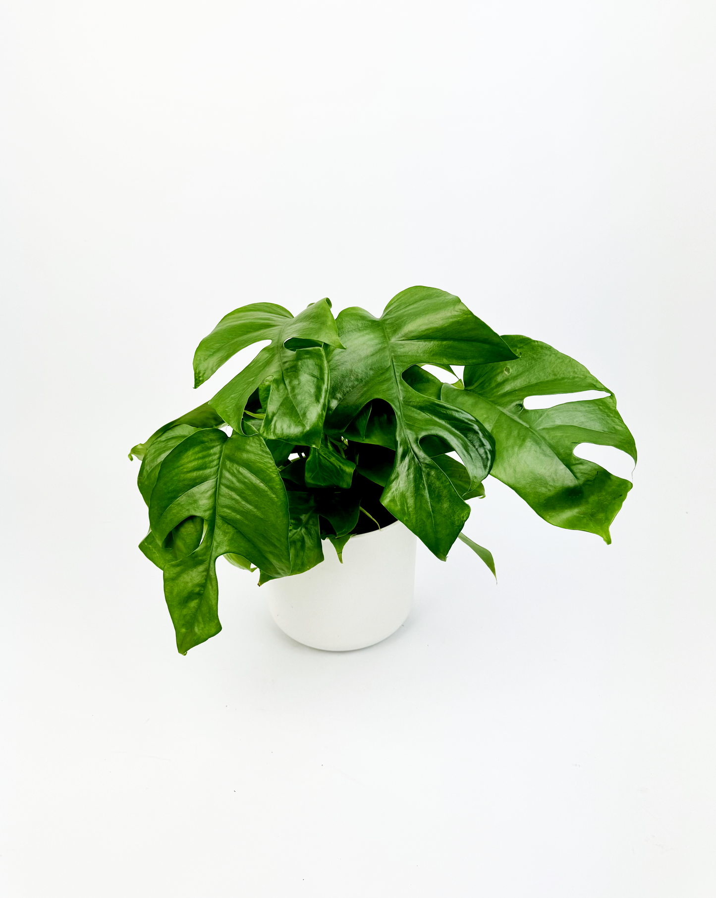 Monstera Minima Indoor Houseplant