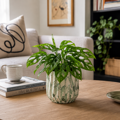 Monstera Adansonii Mint Houseplant