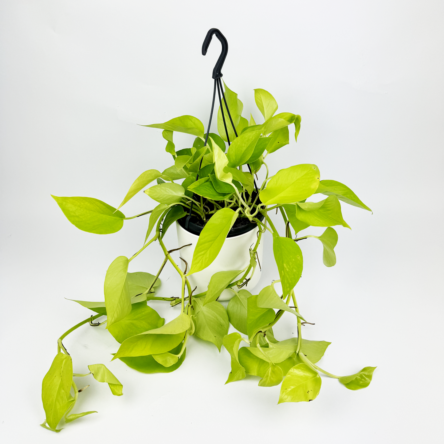 15cm Hanging Neon Pothos