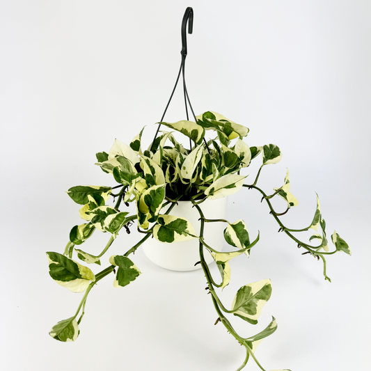 Pothos Njoy Indoor Houseplant