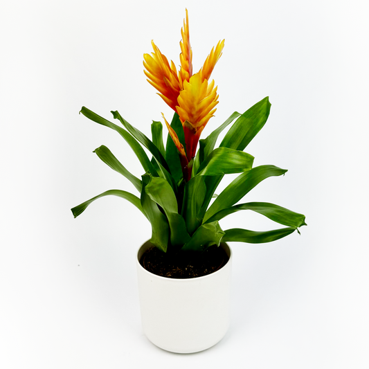 Vriesea Intenso Orange Indoor Houseplant