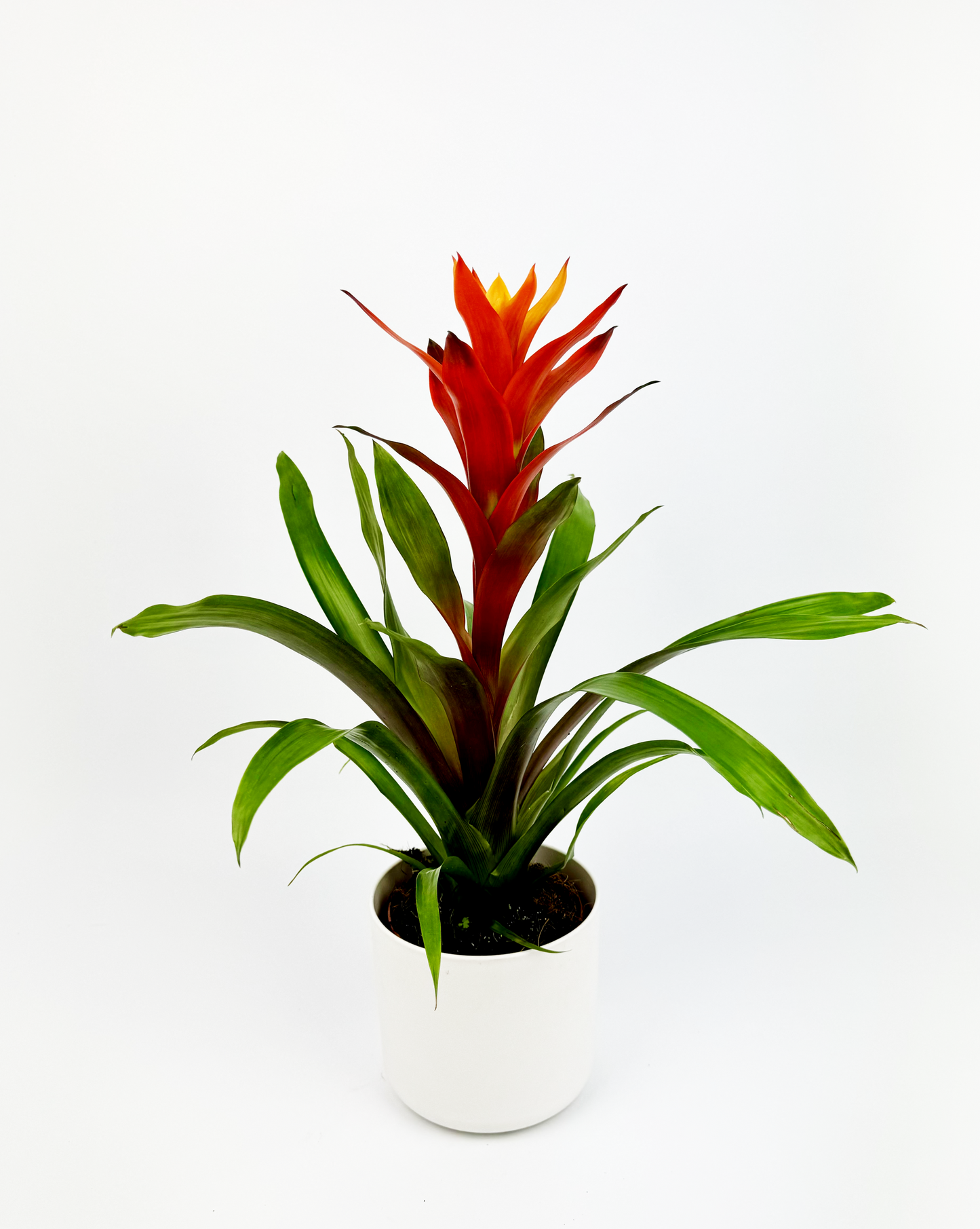 Orange Guzmania Tropical Indoor Houseplant