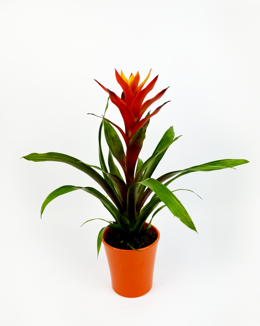 Orange Guzmania Tropical Indoor Houseplant With Pot