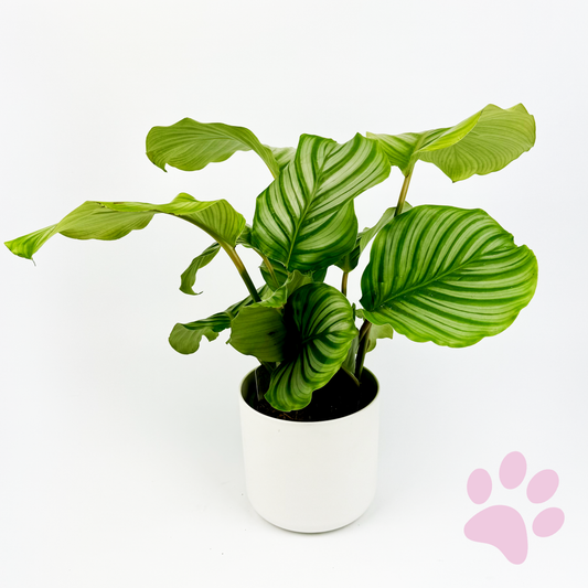 Calathea Orbifolia Houseplant