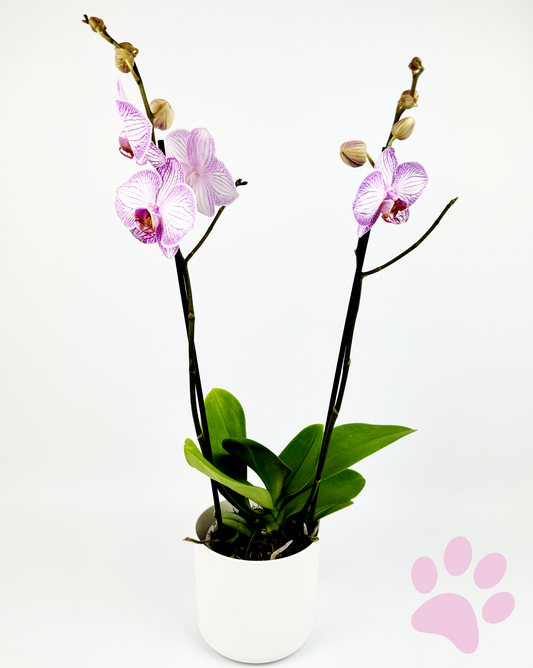 Pink Phalaenopsis Orchid Indoor Houseplant