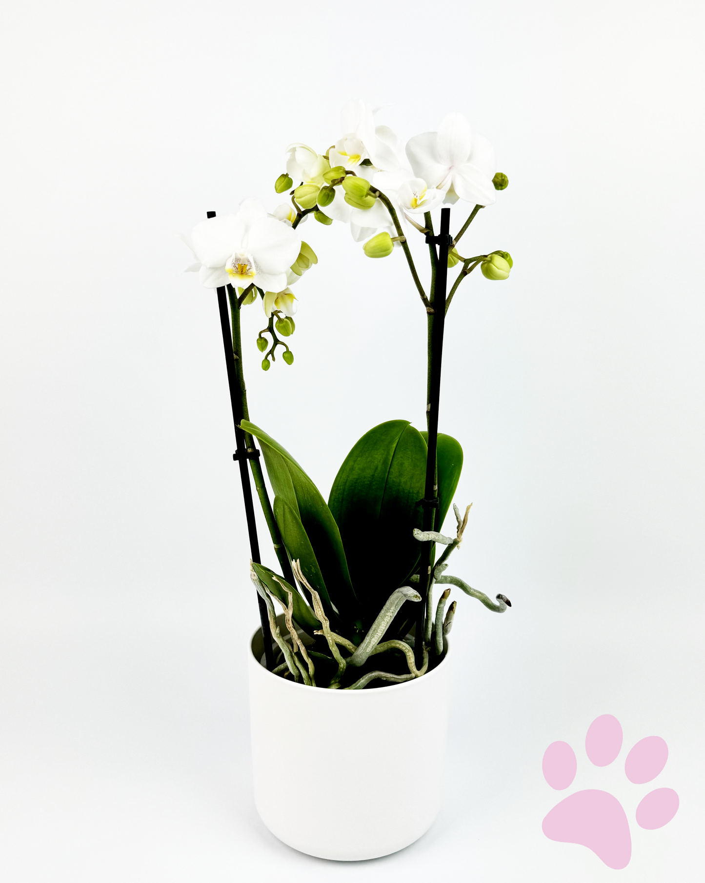 White Phalaenopsis Orchid Indoor HousePlant