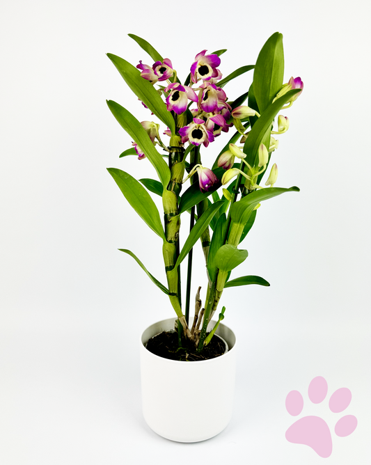 Pink Dendrobium Orchid Indoor Houseplant