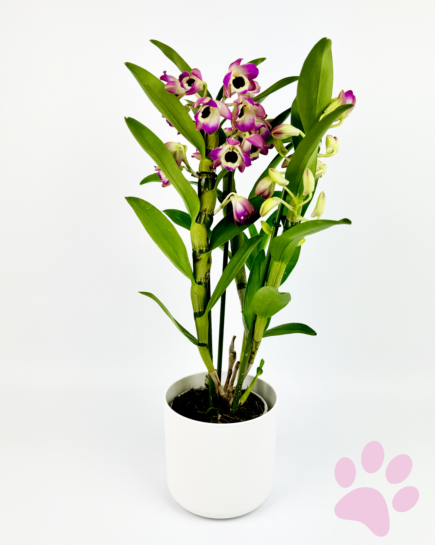 Dendrobium Orchid 3 stem 12cm Pot Houseplant