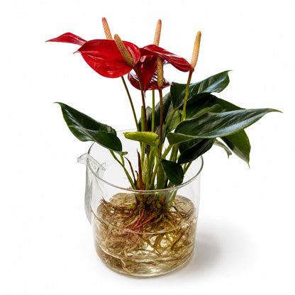Anthurium Royal Champion Hydroponic Vase Houseplant