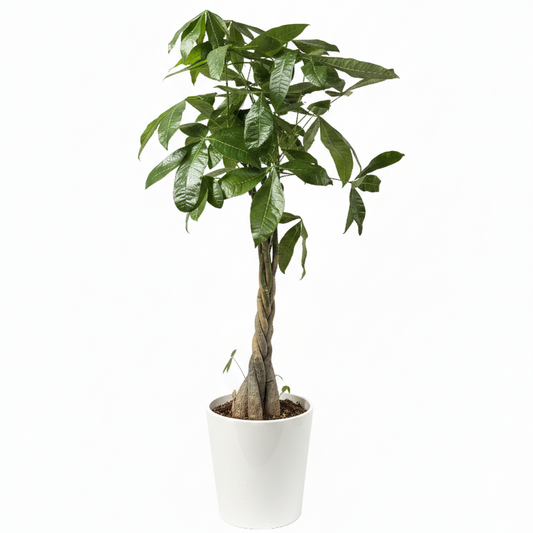 Large Pachira Aquatica 21cm Potsize Housplant