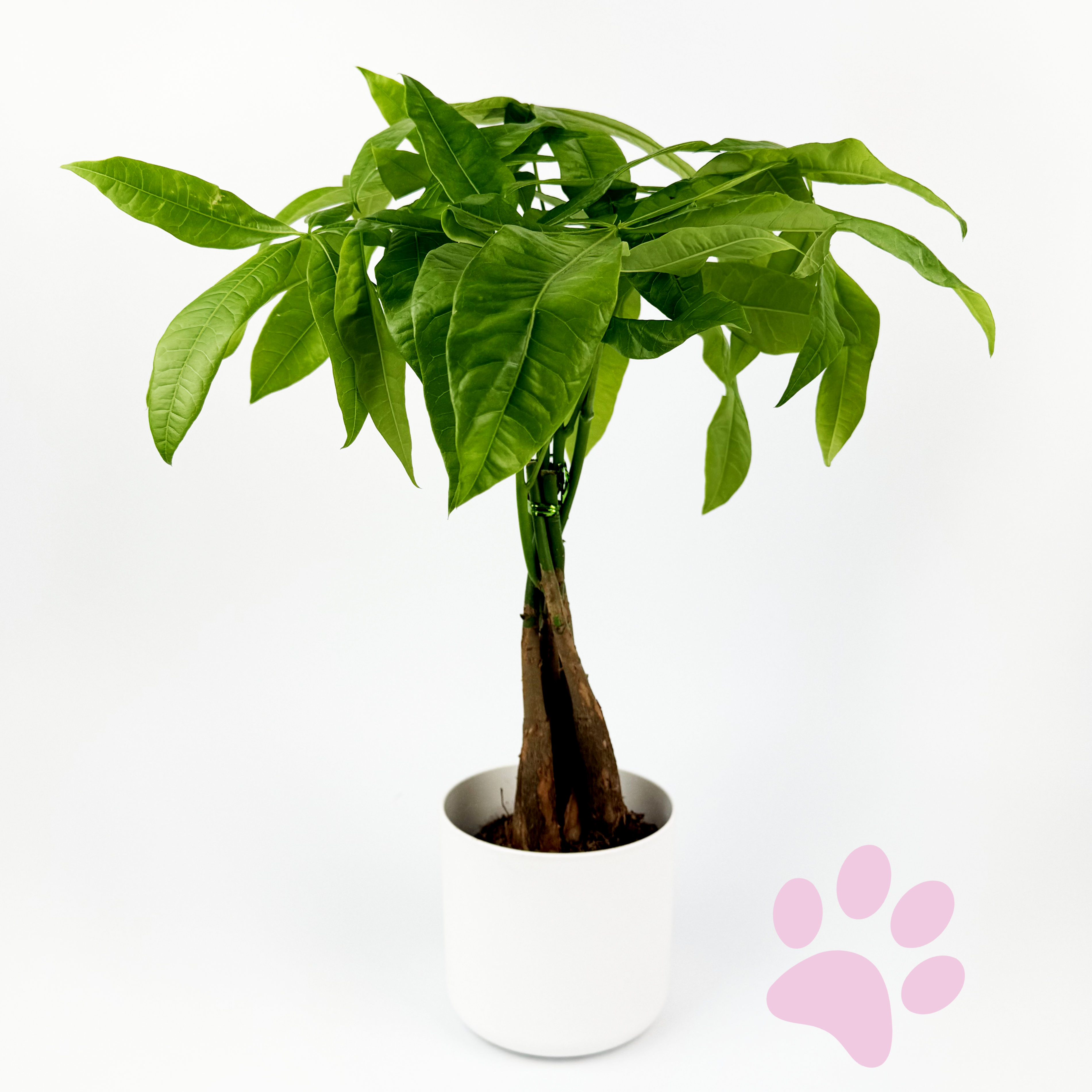 14cm Pachira Aquatica Indoor Houseplant