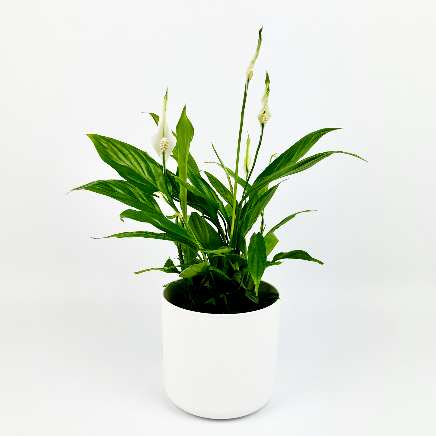 Peace Lily Plant Indoor Houseplant