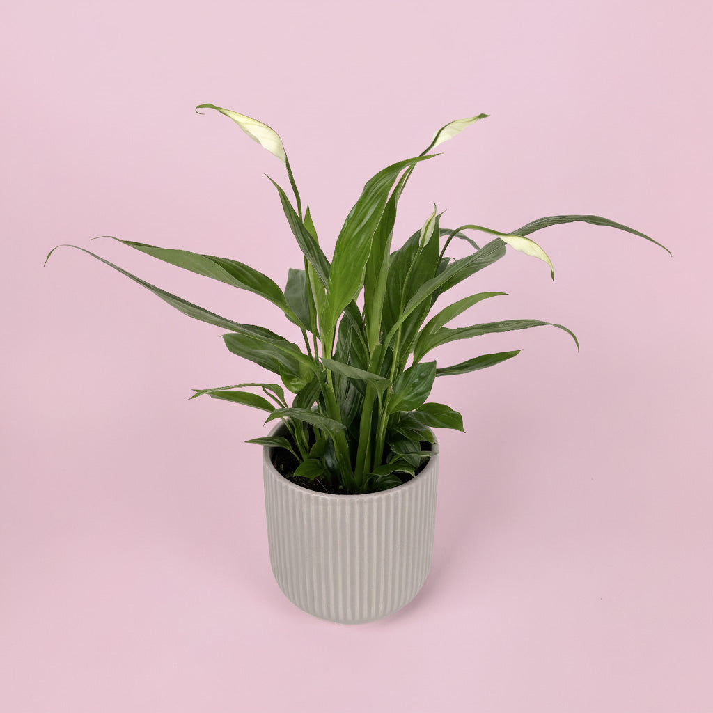 Peace Lily And Ceramic Pot Gift Set