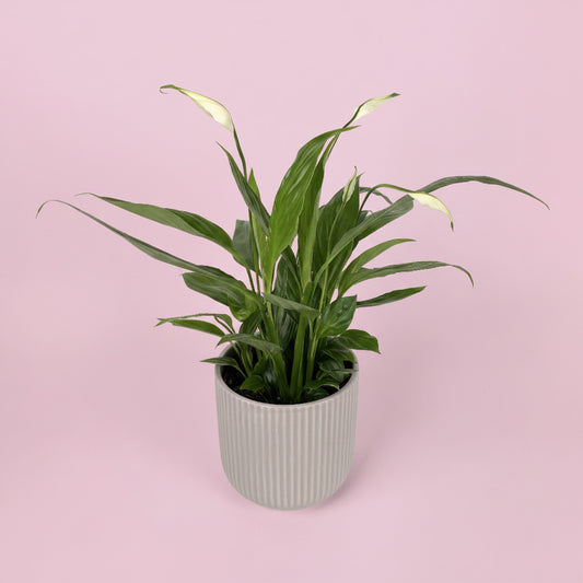 Peace Lily And Ceramic Pot Gift Set