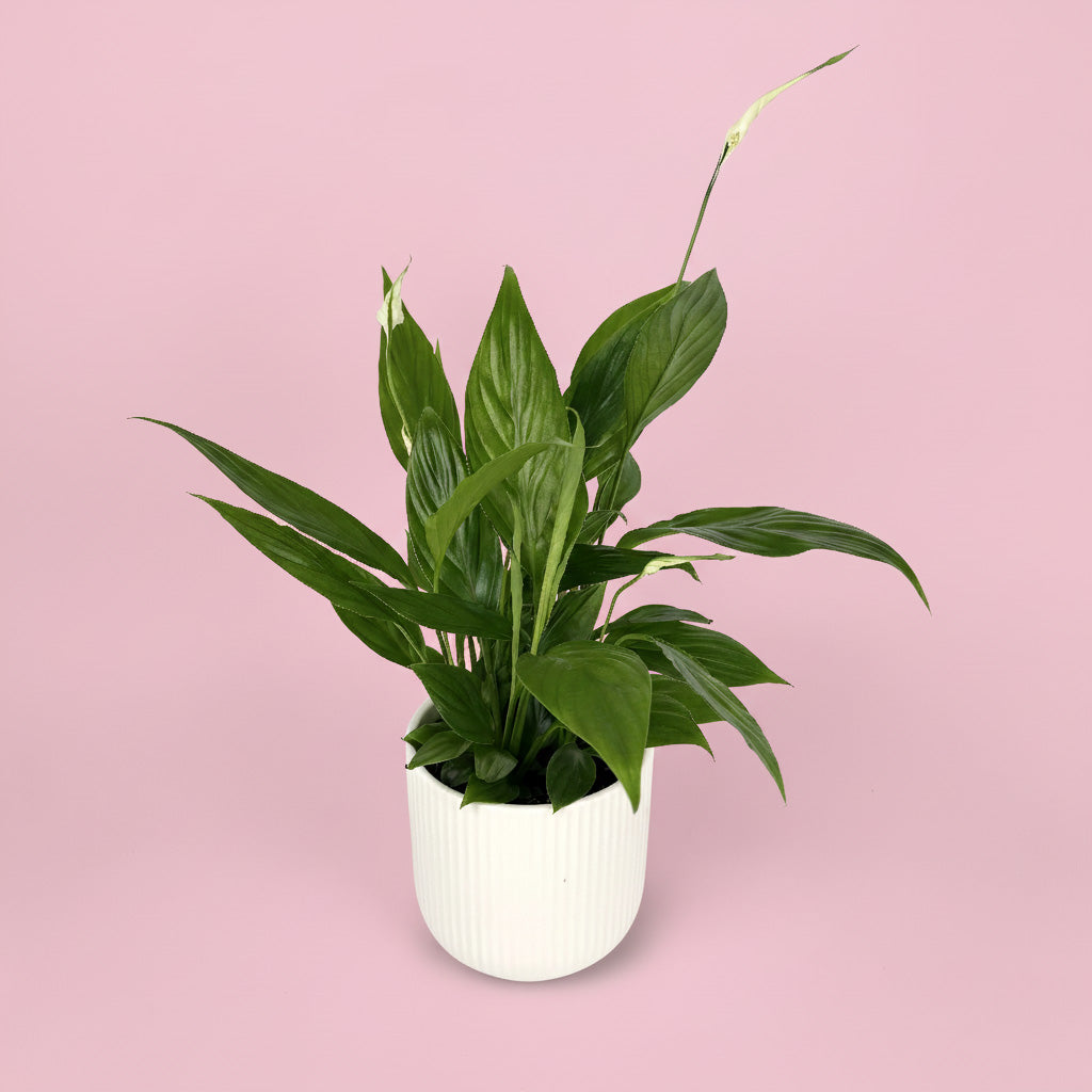 Peace Lily And Ceramic Pot Gift Set