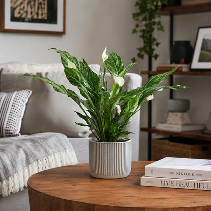 Peace Lily Diamond Indoor Houseplant 14cm