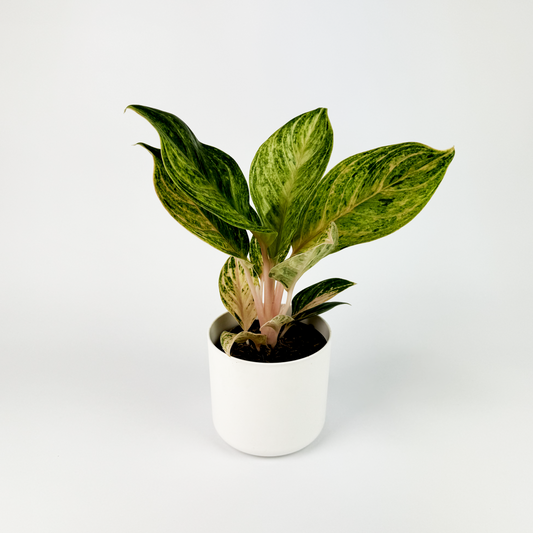 Aglaonema Peach Pearl Houseplant