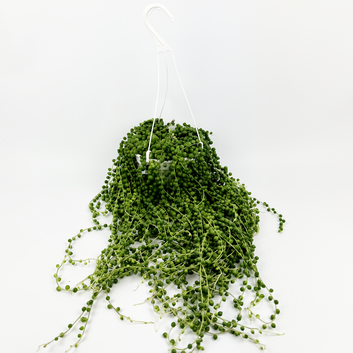 String Of Pearls Hanging 14cm Indoor Houseplant