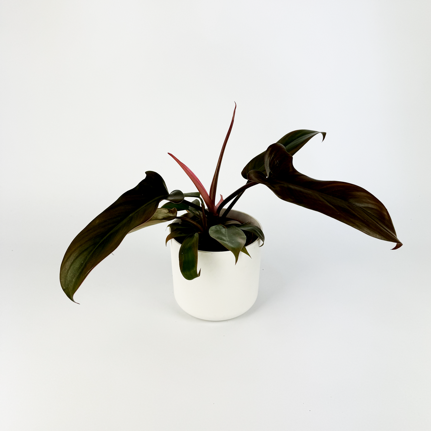 The Philodendron Florida Bronze Houseplant