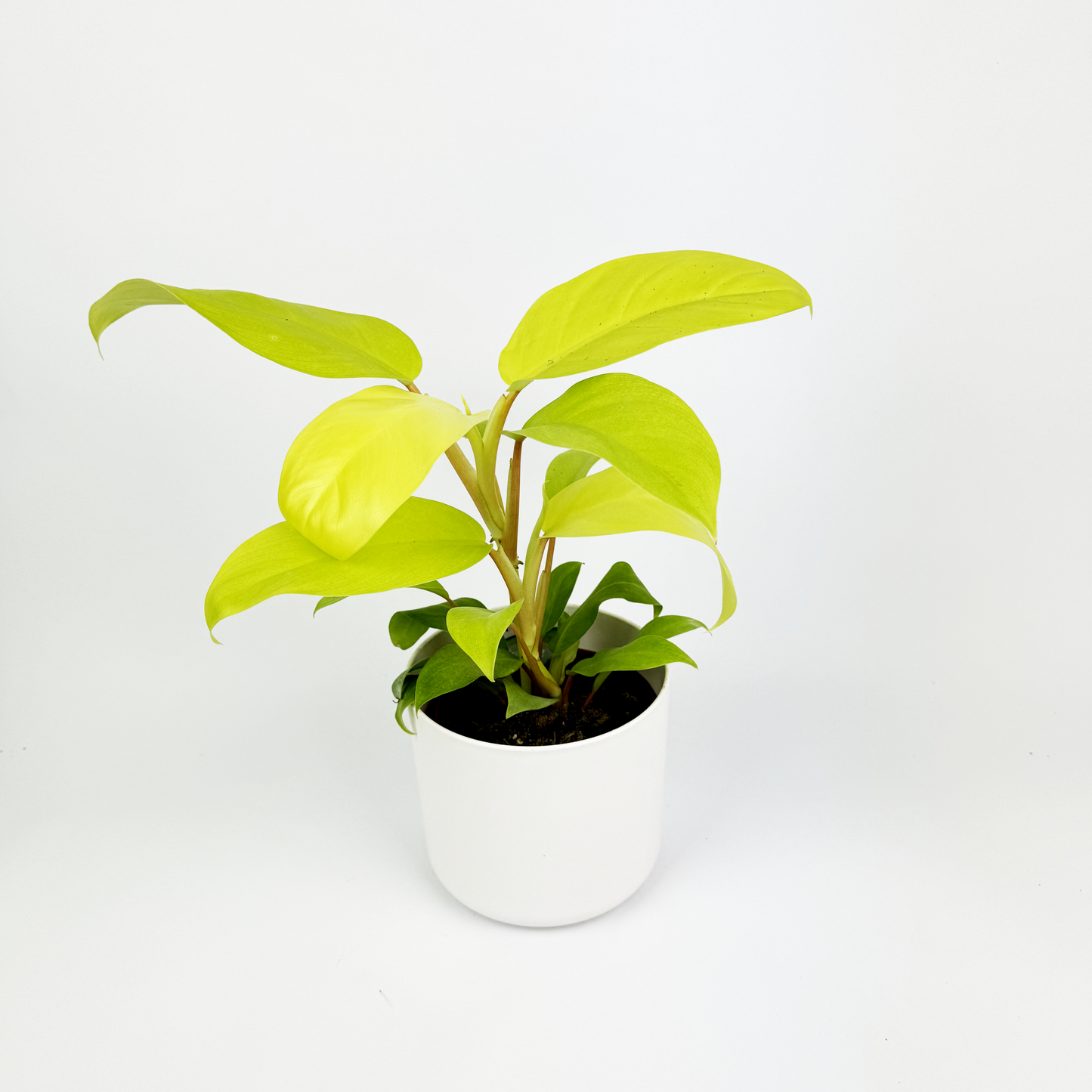 Philodendron Malay Gold Indoor Houseplant