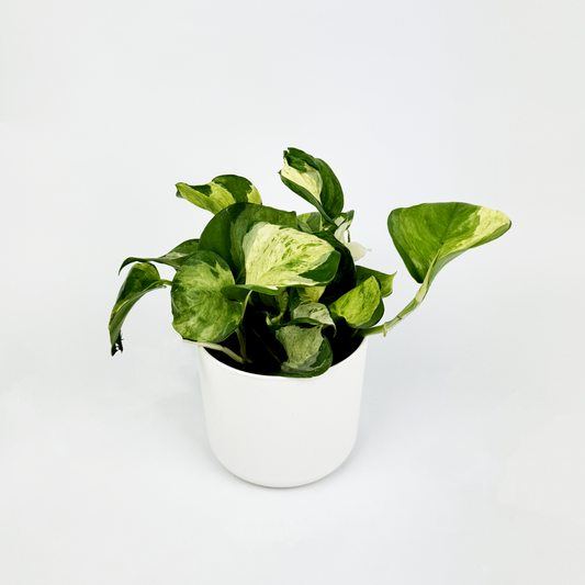 Philodendron Scandens Apple Indoor Houseplant