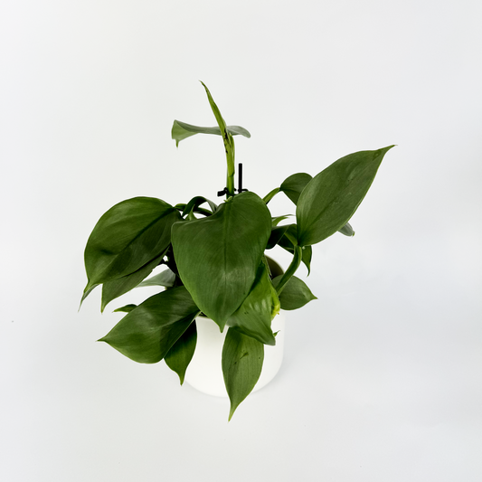 Philodendron Silver Sword Houseplant