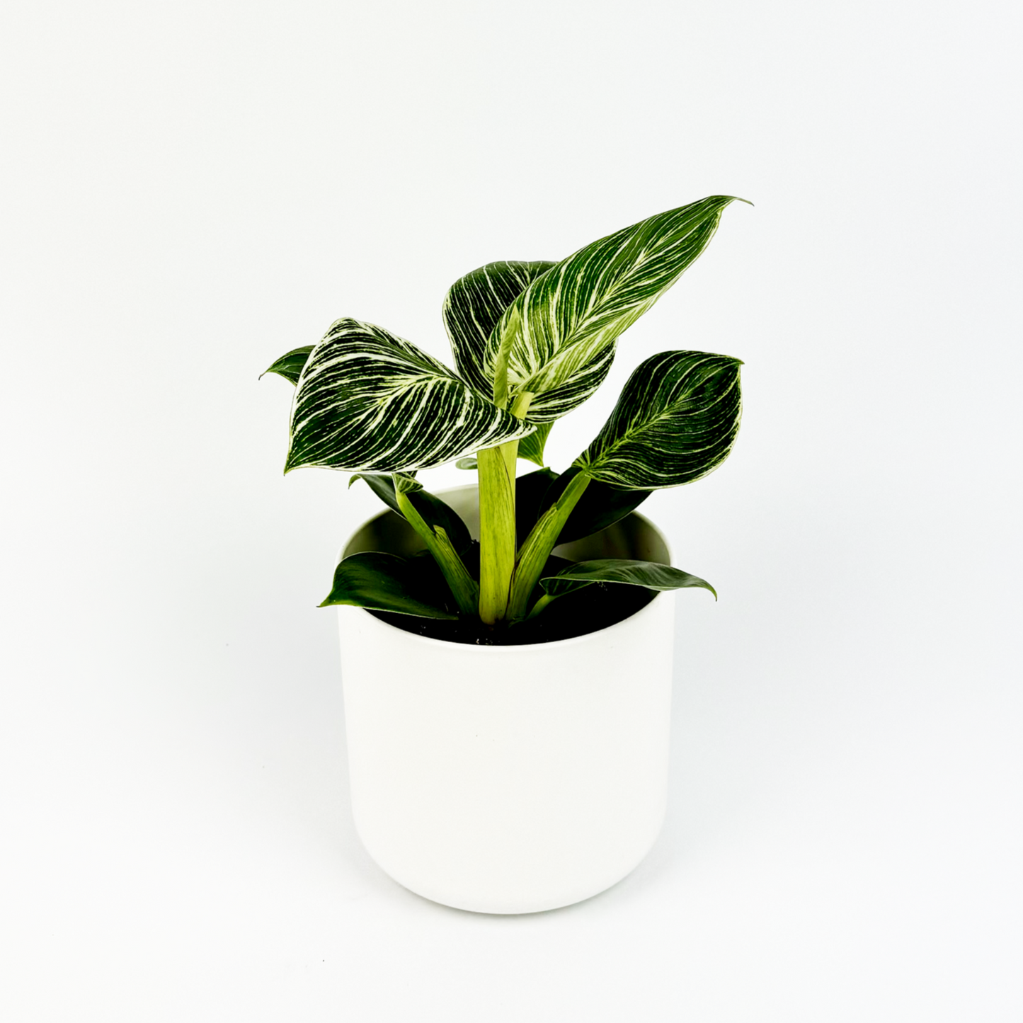 Philodendron White Veins Indoor Houseplant