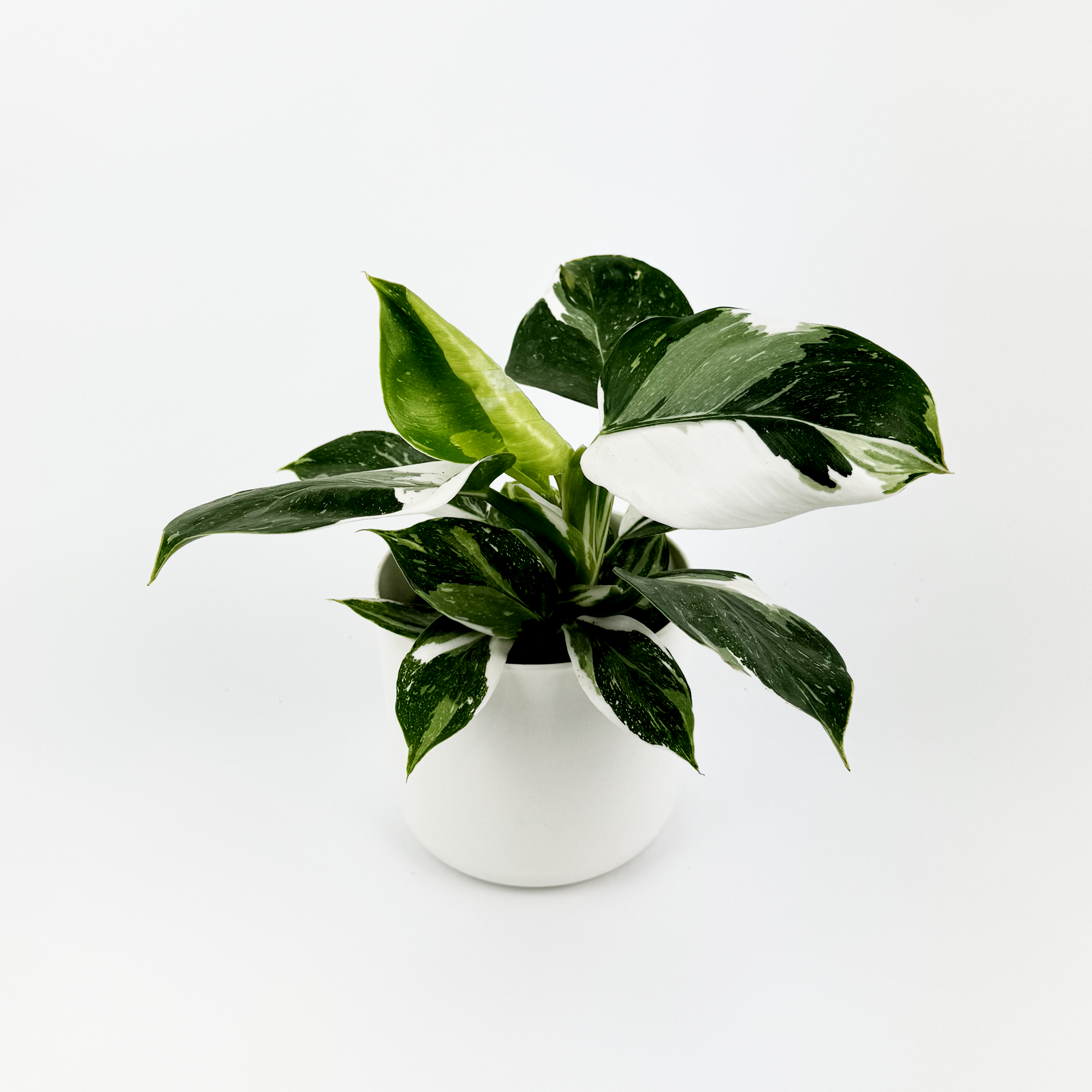Philodendron White Wizard Indoor Houseplant