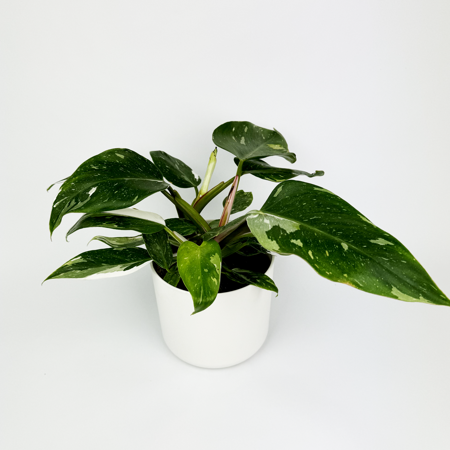 Philodendron White Princess Indoor Houseplant