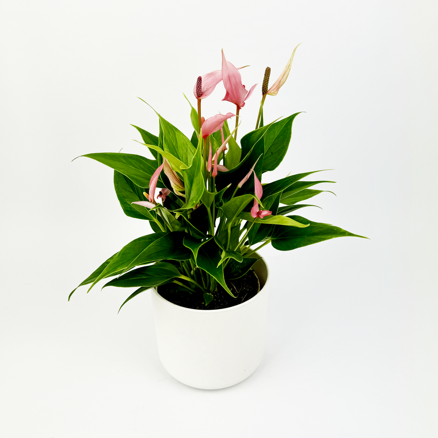 Pink Anth Lilli Indoor Houseplant