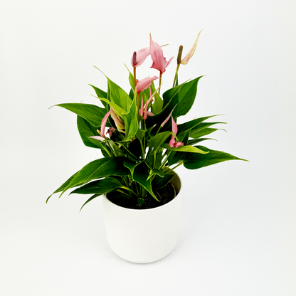 Pink Anth Lilli 7cm Indoor Houseplant