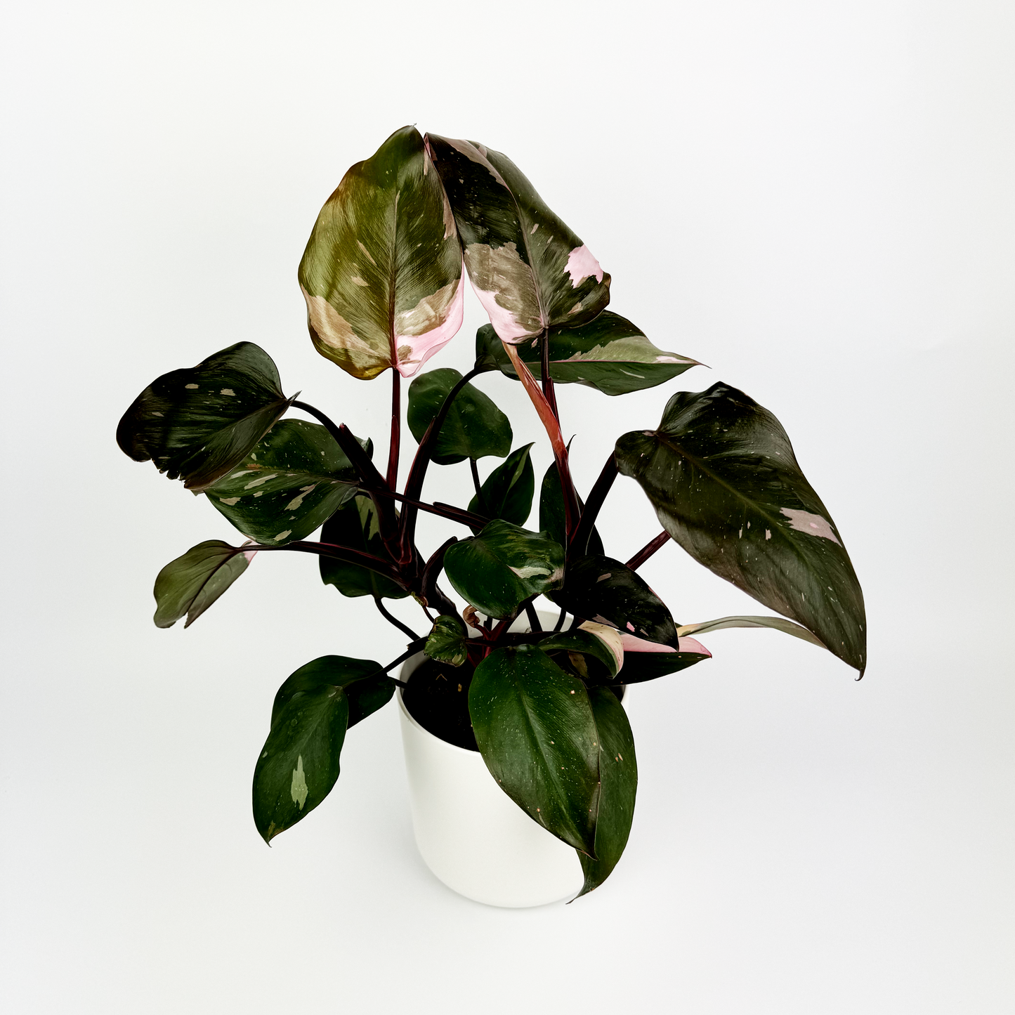 14cm Philodendron Pink Princess Indoor Houseplant