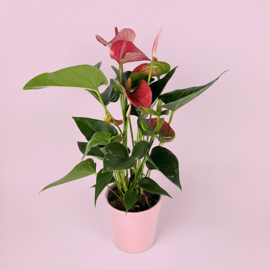 Anthurium And Ceramic Pot Gift Set