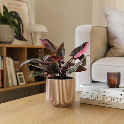Philodendron Pink Princess Marble 14cm Houseplant