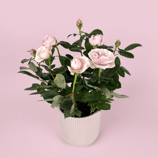 Rose Houseplant And Ceramic Pot Gift Set