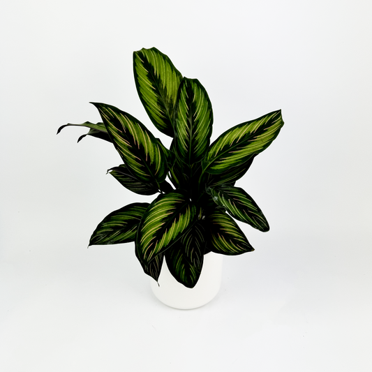 Green Calathea Pinstripe Indoor Houseplant