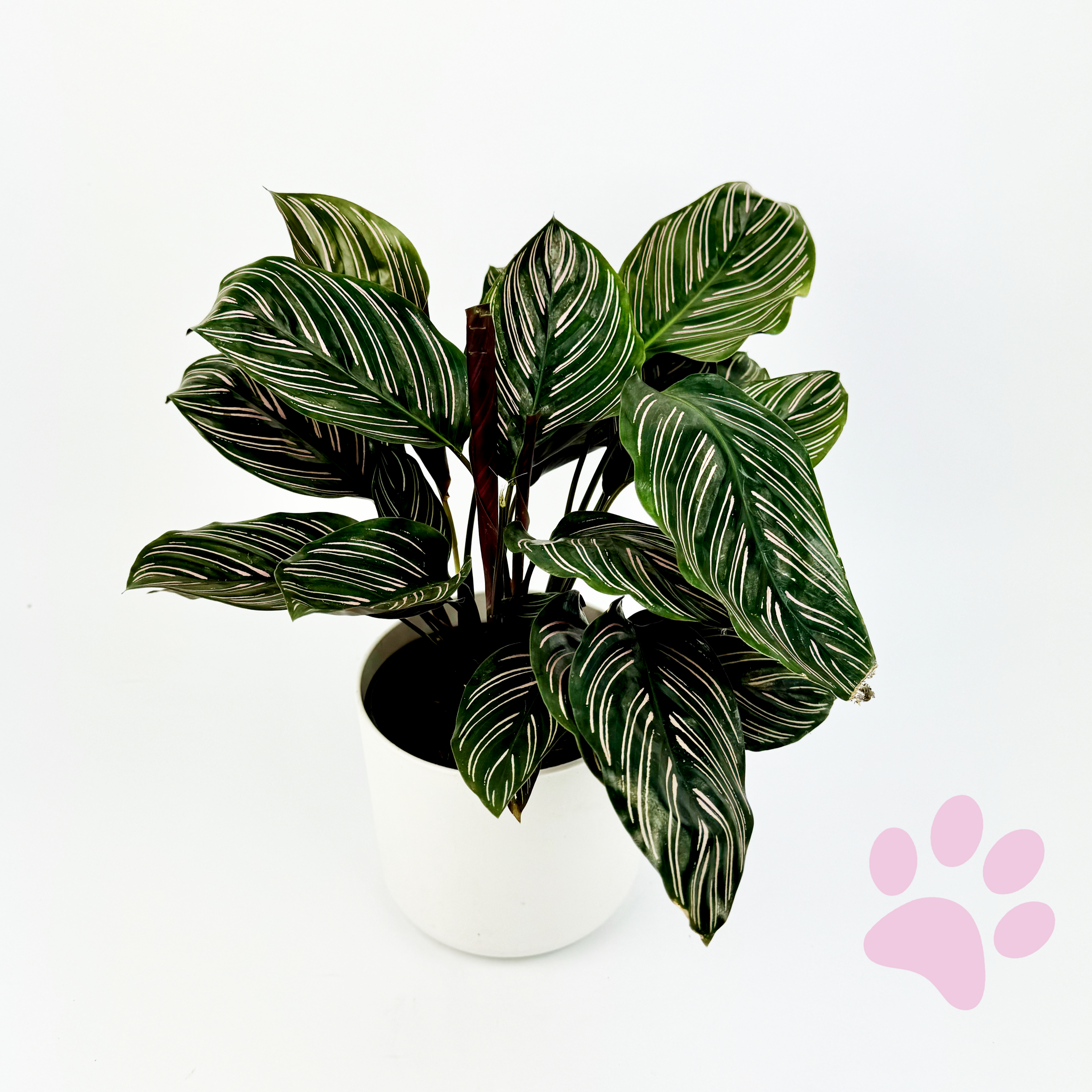 Calathea Pinstripe Indoor Houseplant