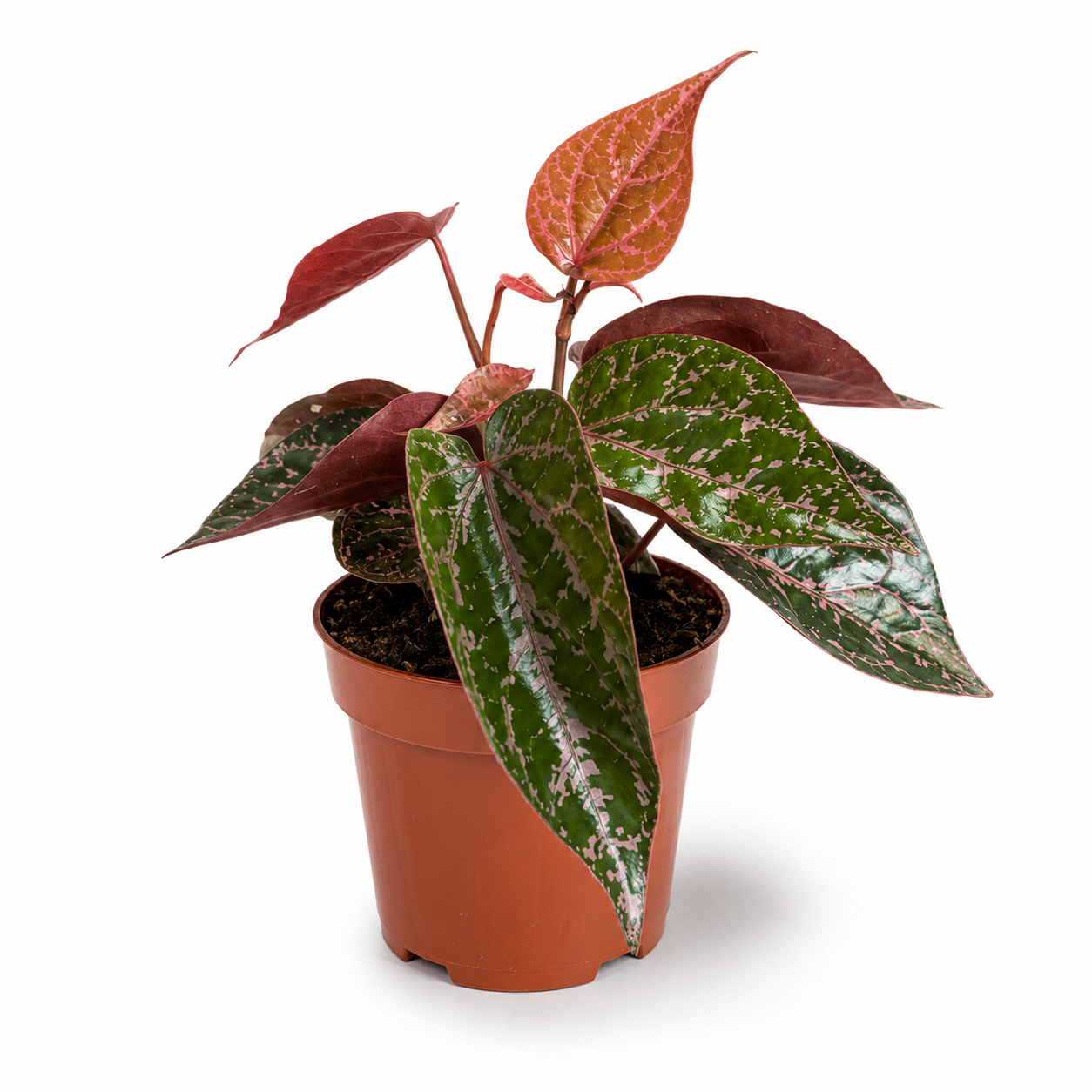 Piper Crocatum 9cm Houseplant