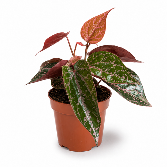 Piper Crocatum 9cm Houseplant
