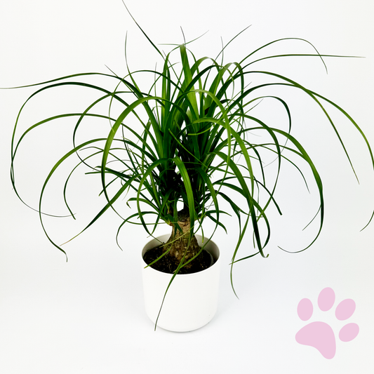 Pony Tail Palm Indoor Houseplant