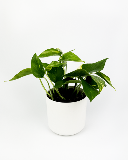 Golden Pothos Indoor Houseplant