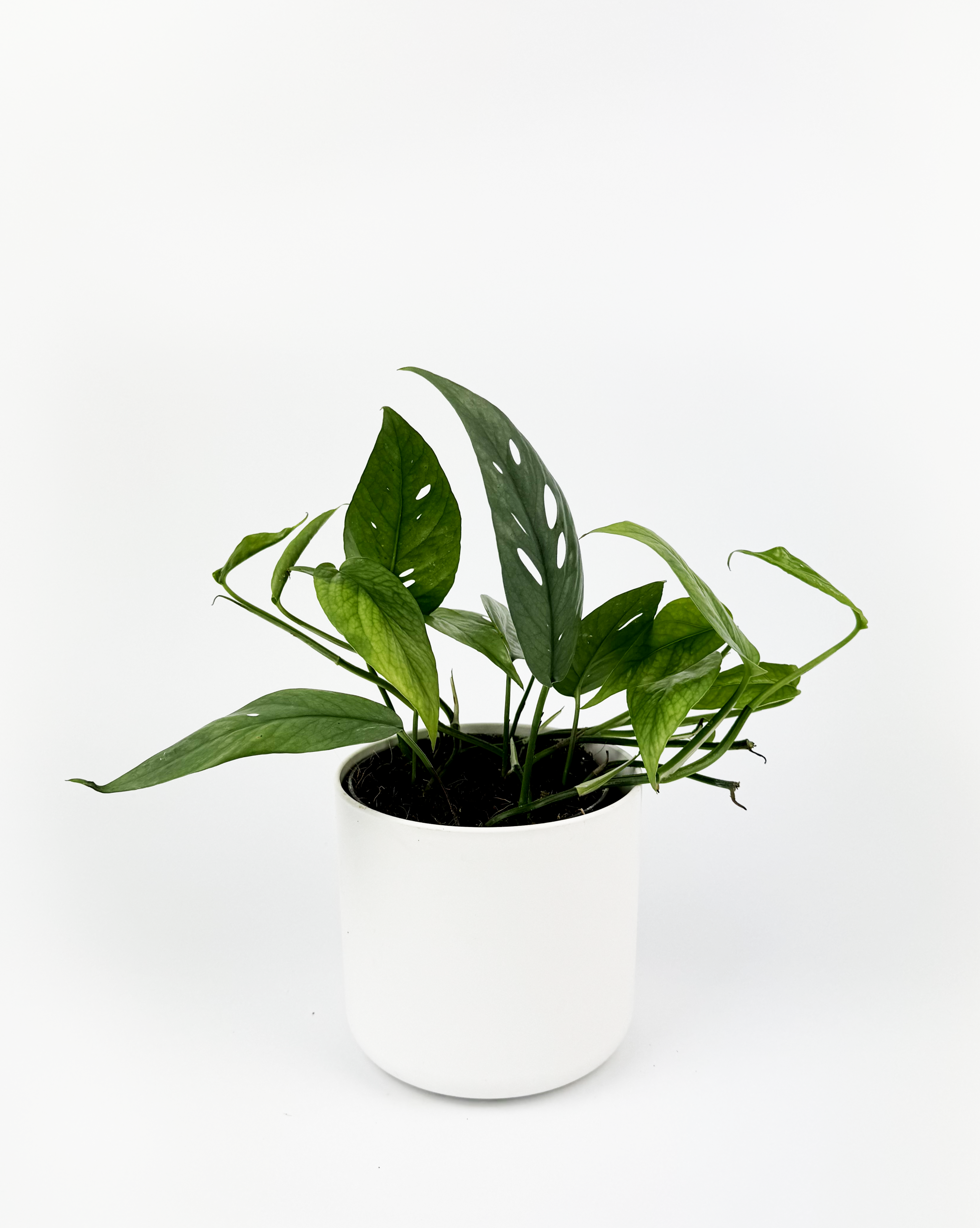 Blue Pothos Indoor Houseplant