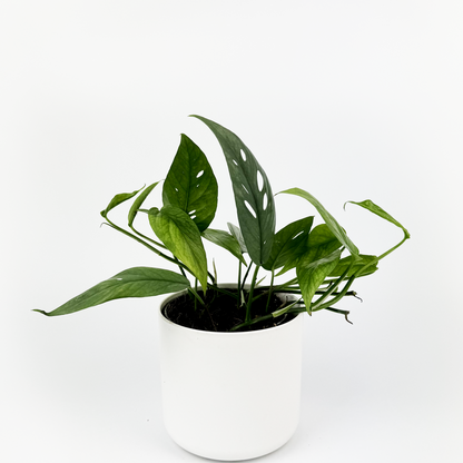 Blue Pothos Indoor Houseplant